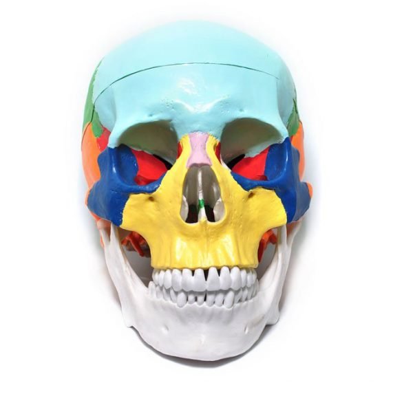 Craniu uman model didactic medical colorat 3 parti mulaj anatomie medicina PVC plastic