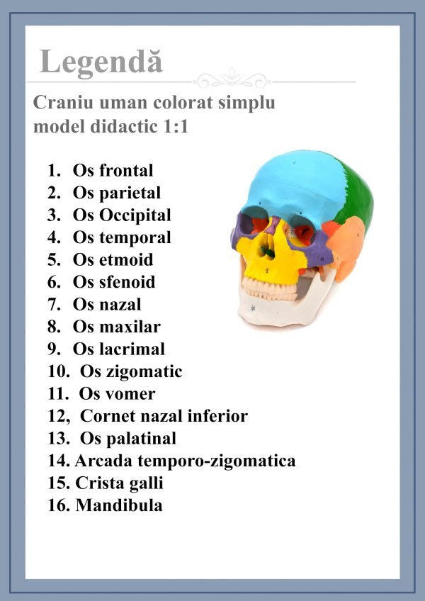 Craniu uman model didactic medical colorat 3 parti mulaj anatomie medicina PVC plastic