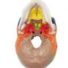 Craniu uman artificial model didactic medical colorat 3 parti mulaj anatomie medicina PVC plastic