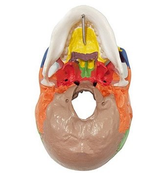Craniu uman artificial model didactic medical colorat 3 parti mulaj anatomie medicina PVC plastic