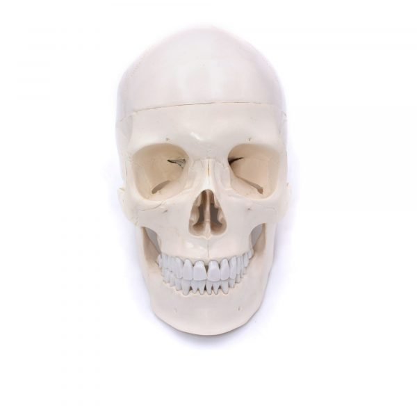 Craniu uman cu vase de sange model didactic medical 3 parti mulaj anatomie medicina PVC plastic