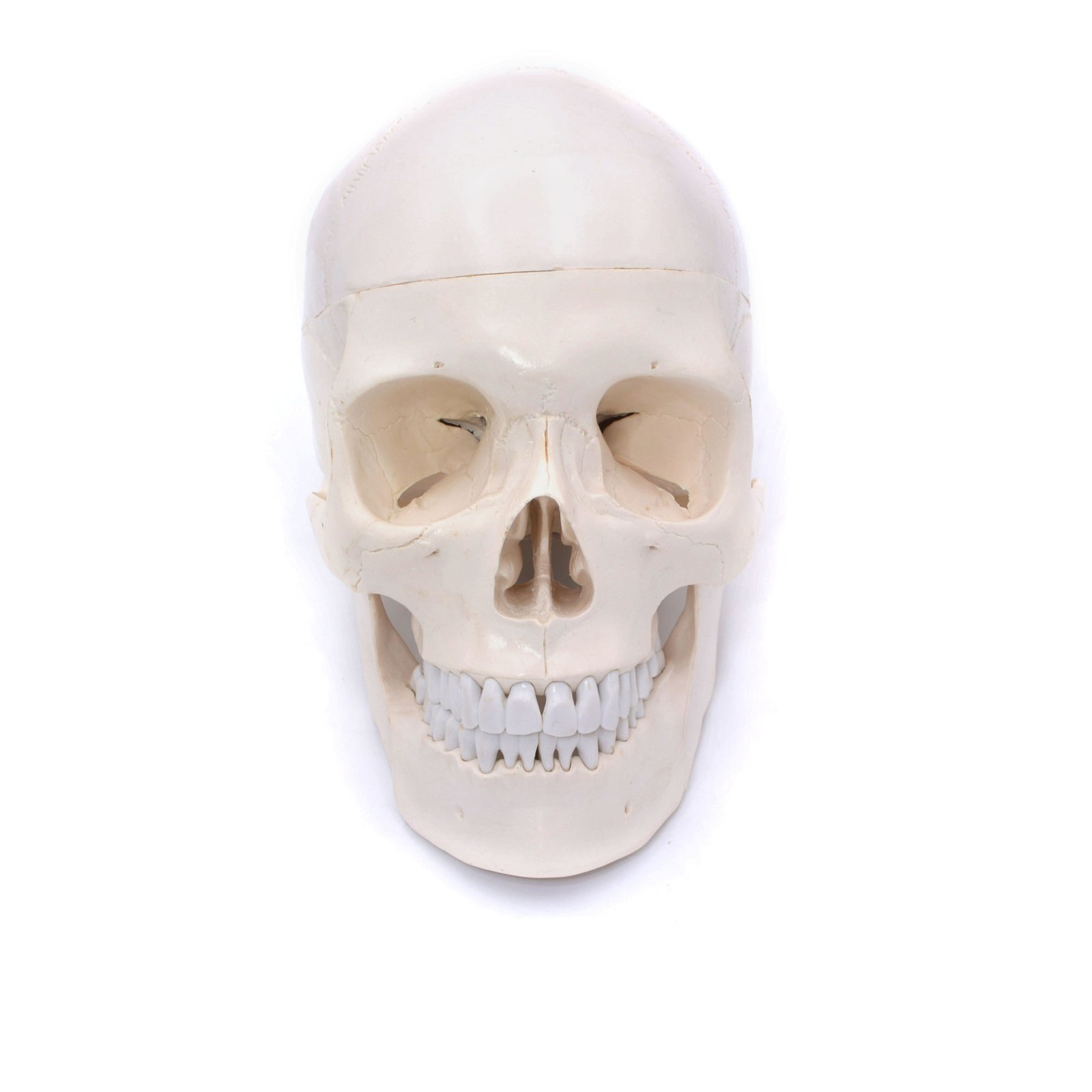 Craniu uman cu vase de sange model didactic medical 3 parti mulaj anatomie medicina PVC plastic
