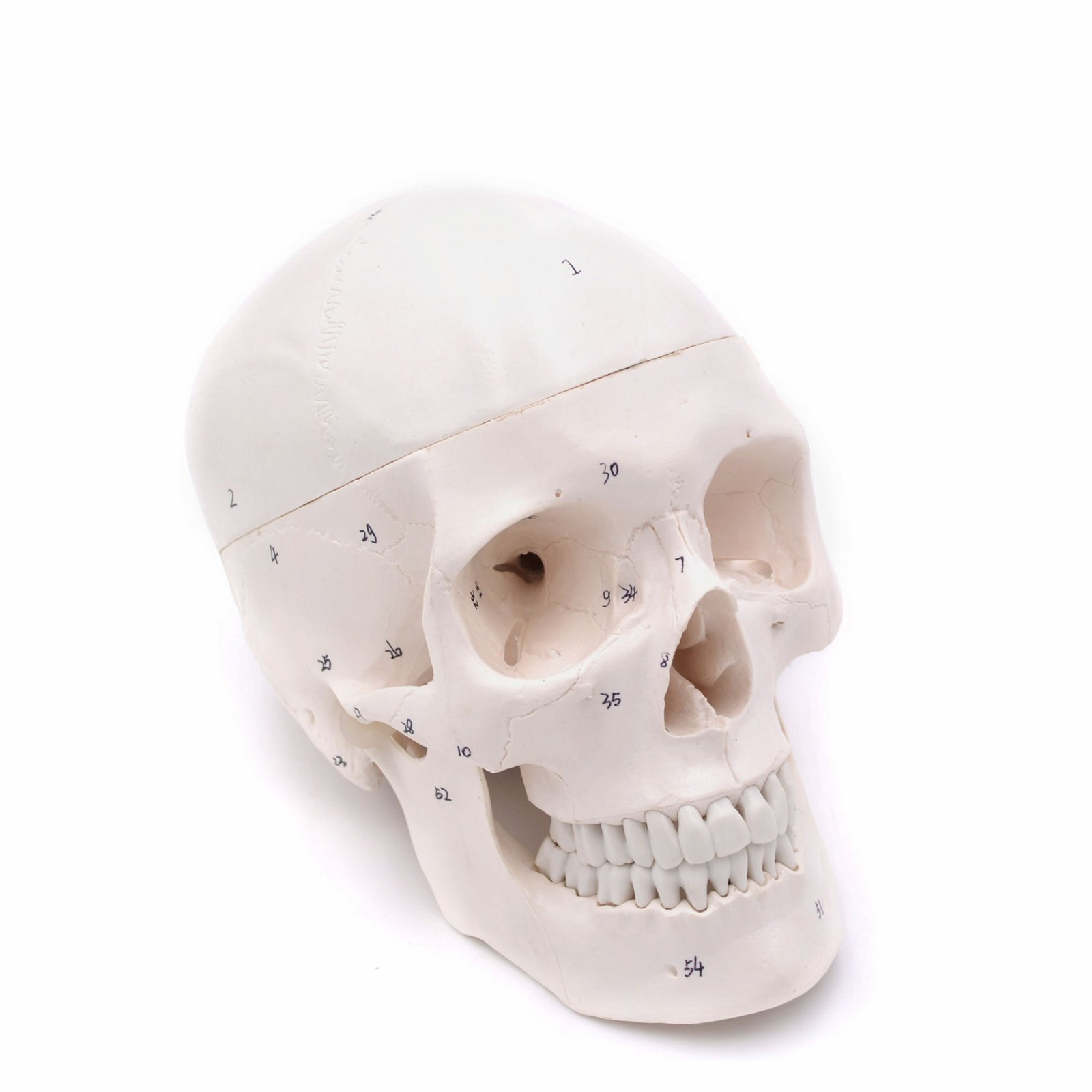 Craniu uman artificial model didactic medical 3 parti mulaj anatomie medicina PVC plastic