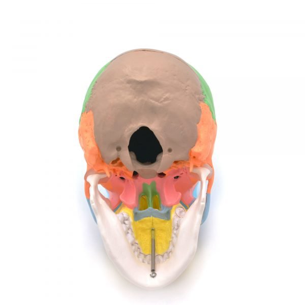 Craniu uman model didactic medical colorat 3 parti mulaj anatomie medicina PVC plastic profil caucazian