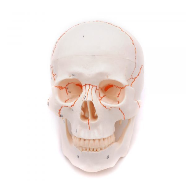 Craniu uman artificial model didactic medical 3 parti mulaj anatomie medicina PVC plastic