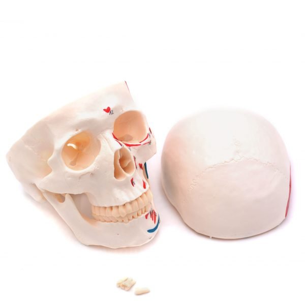 Craniu uman cu insertii musculare model didactic medical 3 parti mulaj anatomie medicina PVC plastic