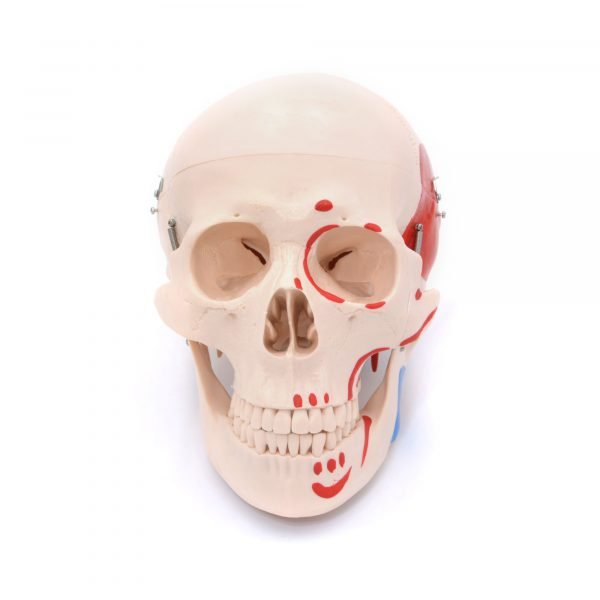 Craniu uman cu insertii musculare model didactic medical 3 parti mulaj anatomie medicina PVC plastic