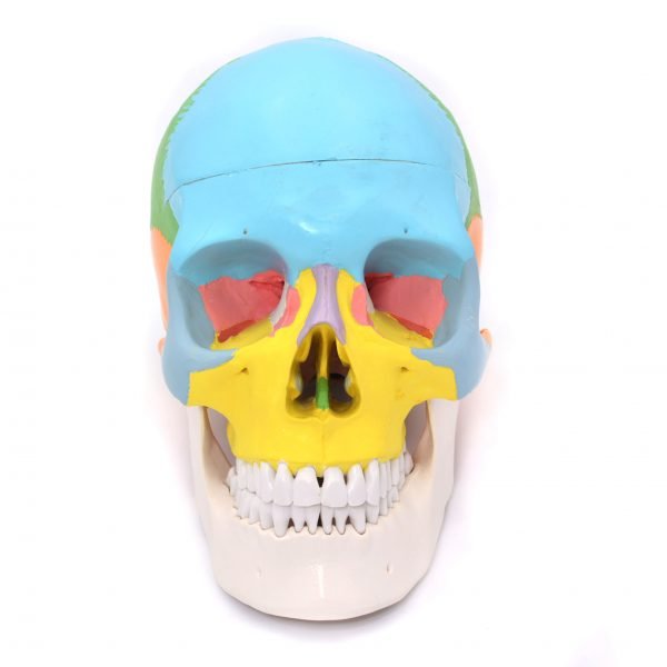Craniu uman model didactic medical colorat 3 parti mulaj anatomie medicina PVC plastic profil caucazian