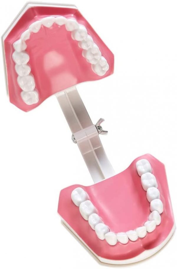 Model dentar didactic profilaxie cu dinti detasabili si periuta