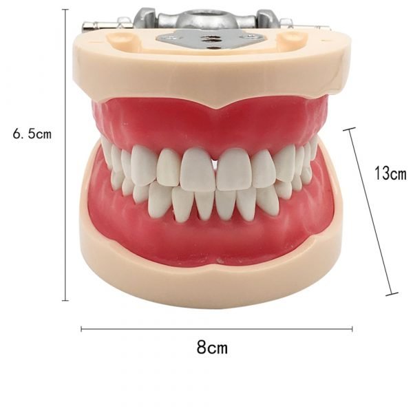 Model dentar cu 32 dinti detasabili antrenament cavitati slefuiri