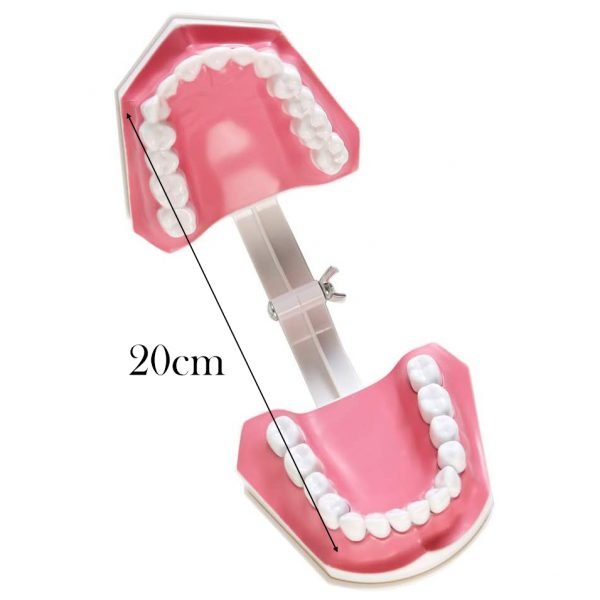 Model dentar didactic profilaxie cu dinti detasabili si periuta