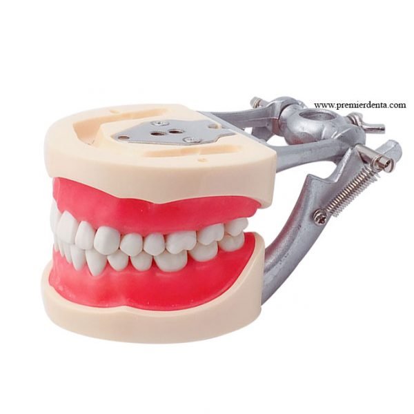 Model dentar cu 32 dinti detasabili antrenament cavitati slefuiri