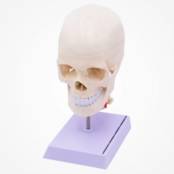 Craniu uman cu coloana neuro anatomie model didactic artificial medical mulaj medicina PVC plastic B0455