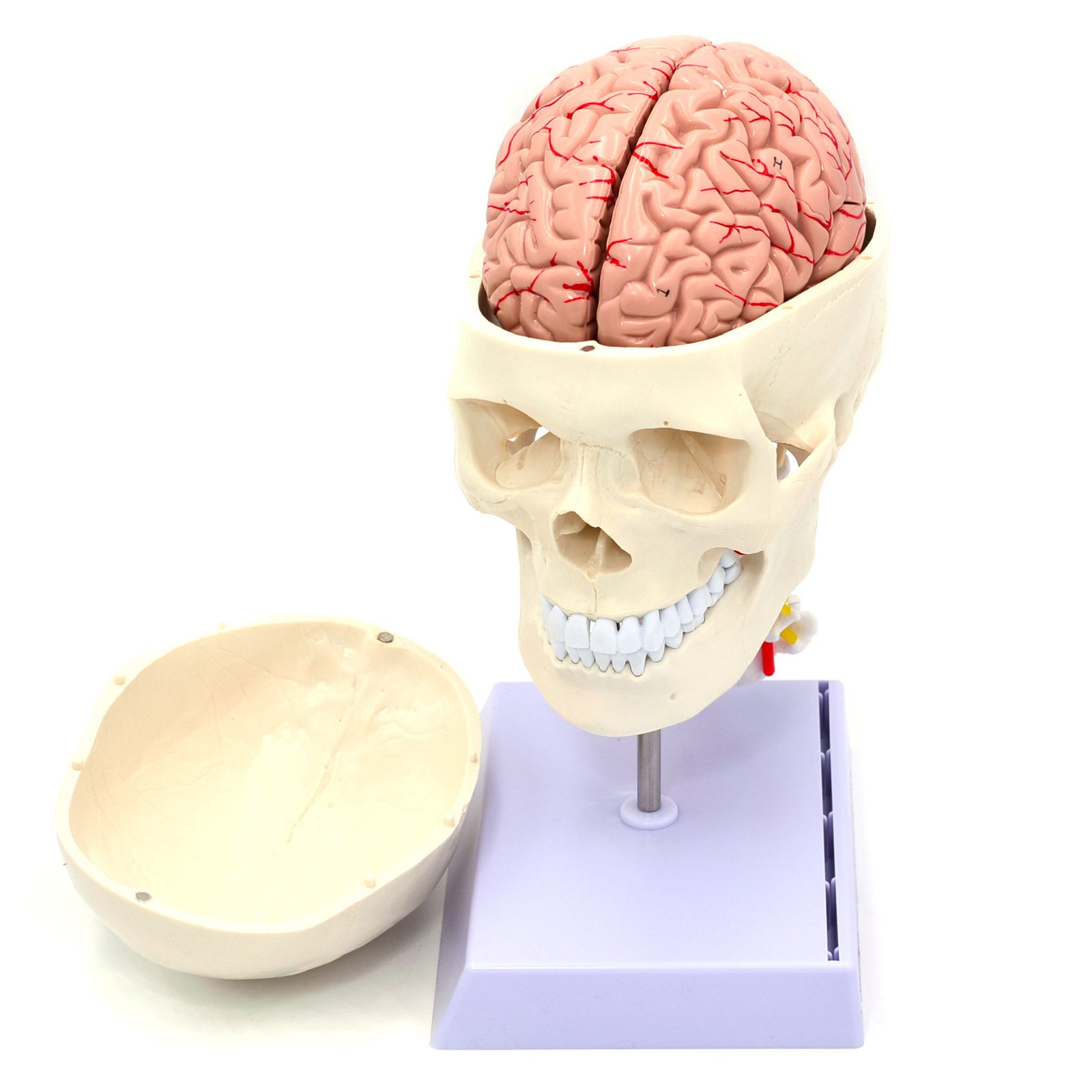Craniu uman cu coloana neuro anatomie model didactic artificial medical mulaj medicina PVC plastic B0455