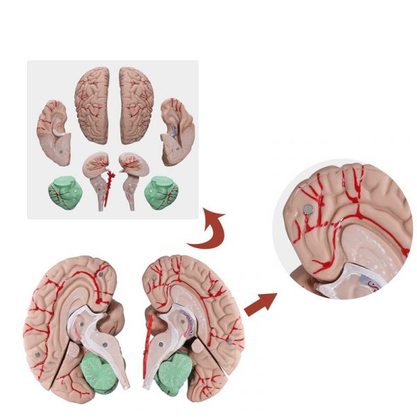 Model anatomic creier uman 9 parti cauciuc PVC didactic