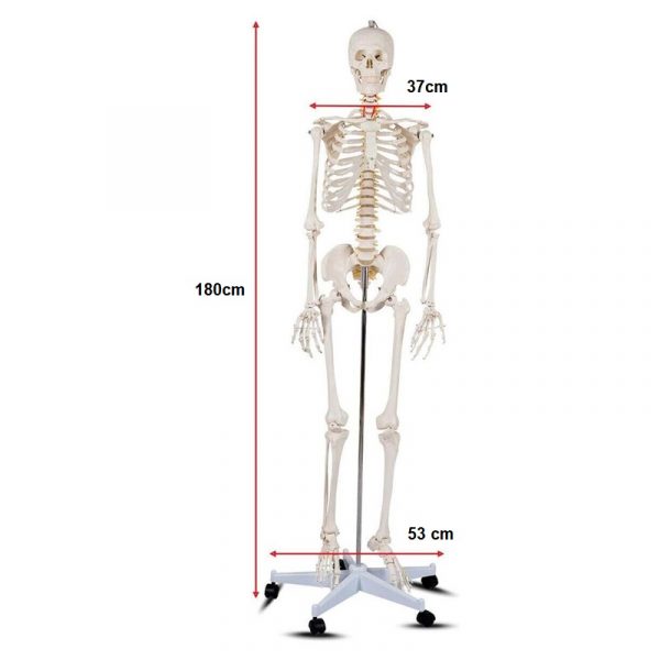 Model anatomic schelet uman 180 cm PVC cu suport pe roti didactic