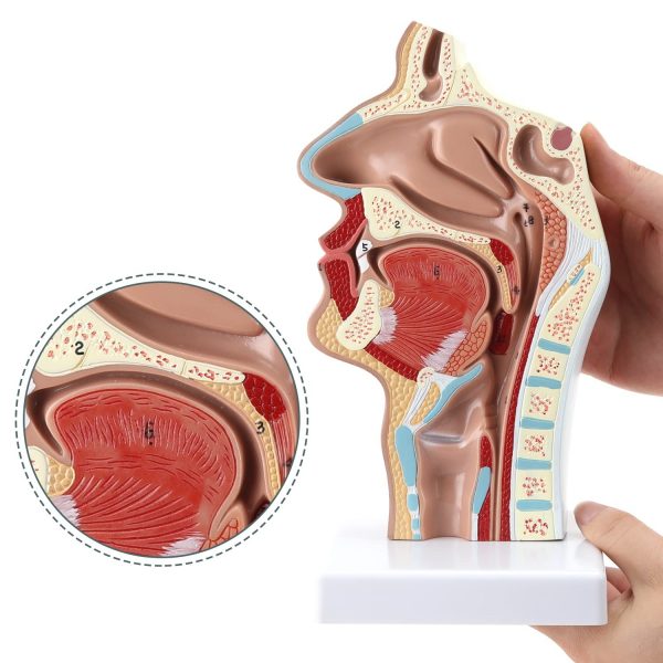 Model anatomic cavitate nazala faringe PVC didactic