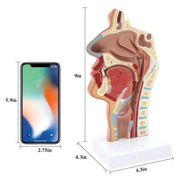 Model anatomic cavitate nazala faringe PVC didactic