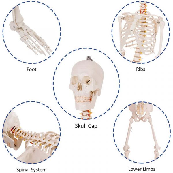 Model anatomic schelet uman 180 cm PVC cu suport pe roti didactic