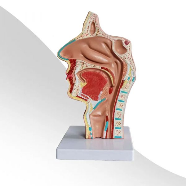 Model anatomic cavitate nazala faringe PVC didactic