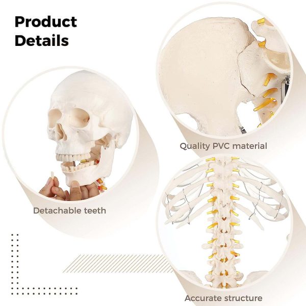 Model anatomic schelet uman 180 cm PVC cu suport pe roti didactic